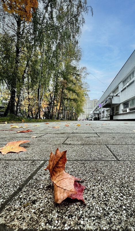 Осень в городе. - Алексей Пышненко Осень в городе. - Алексей Пышненко
