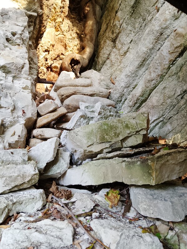 МАЦЕСТА. ГРОД - Tata Wolf