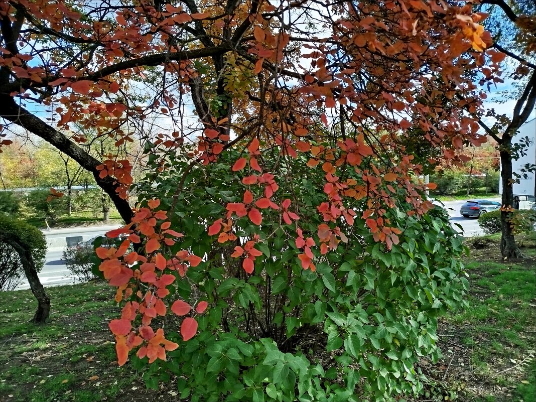 Осень! - Надежда 
