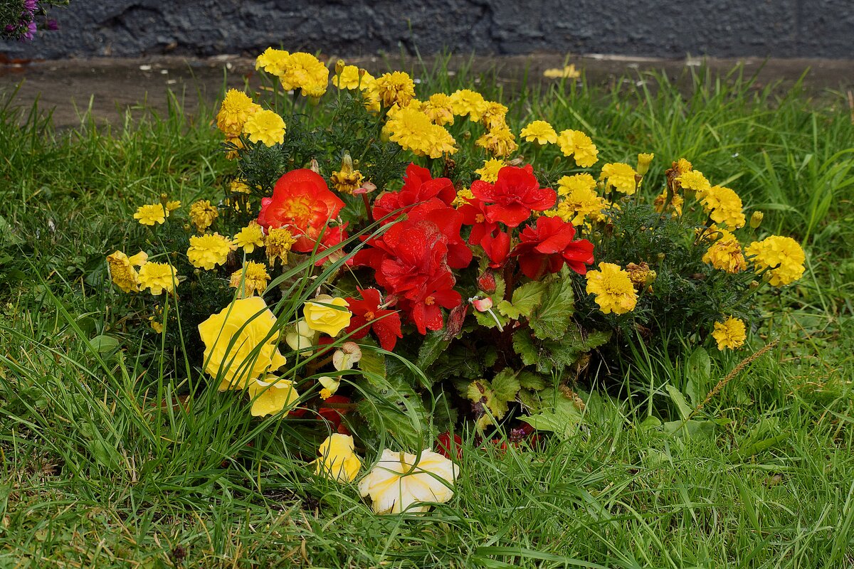 Осенние цветы - прощальный всполох лета. - Татьяна Помогалова