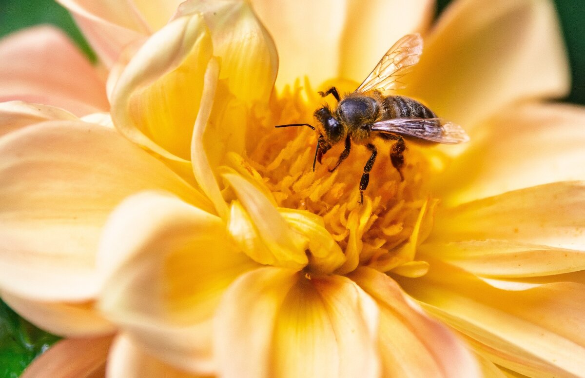 *** - Виктор Иванович Чернюк