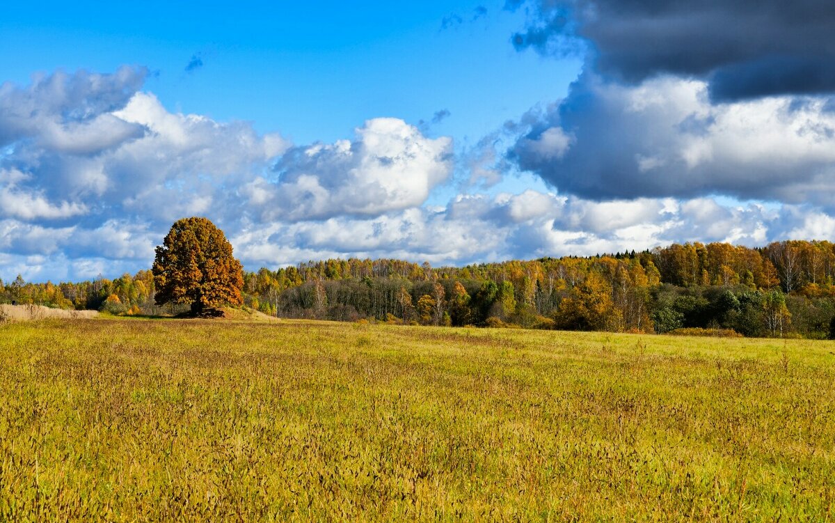 Золотая осень Смоленщины. - Милешкин Владимир Алексеевич 