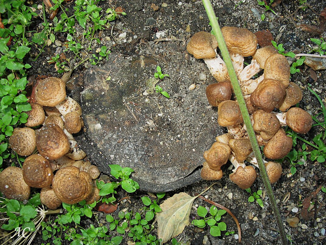 Дружная компании - Любовь Сахарова