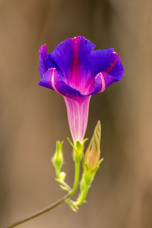 Ипомея - Игорь Сикорский