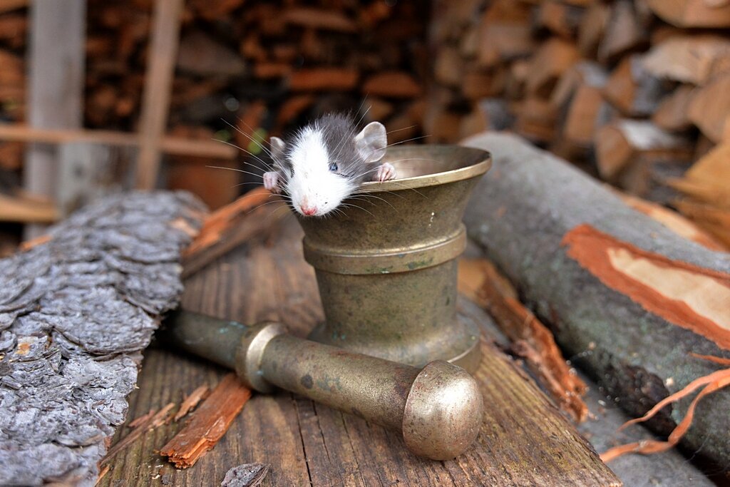 Мышь Яга  в индивидуальном средстве передвижения... )) - Владимир Хиль