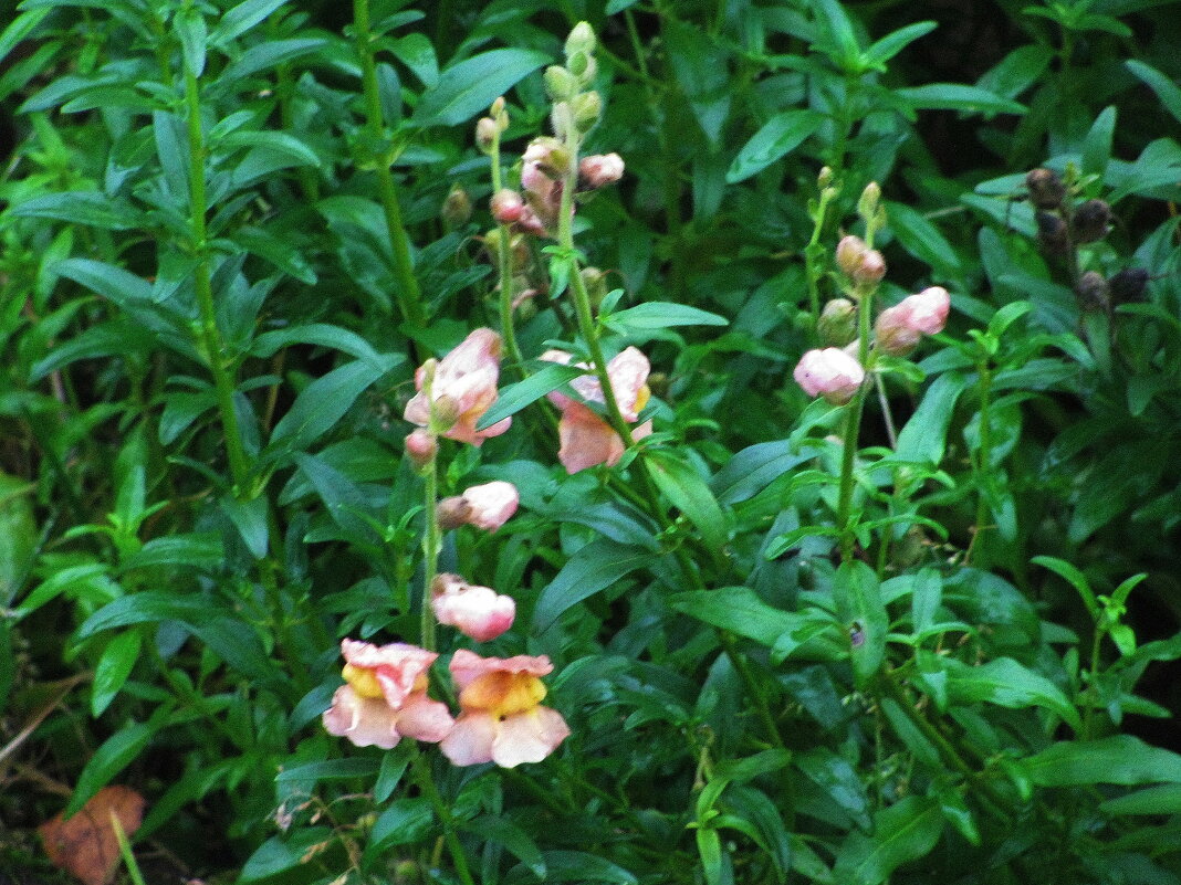 Нежное цветение - Людмила Смородинская