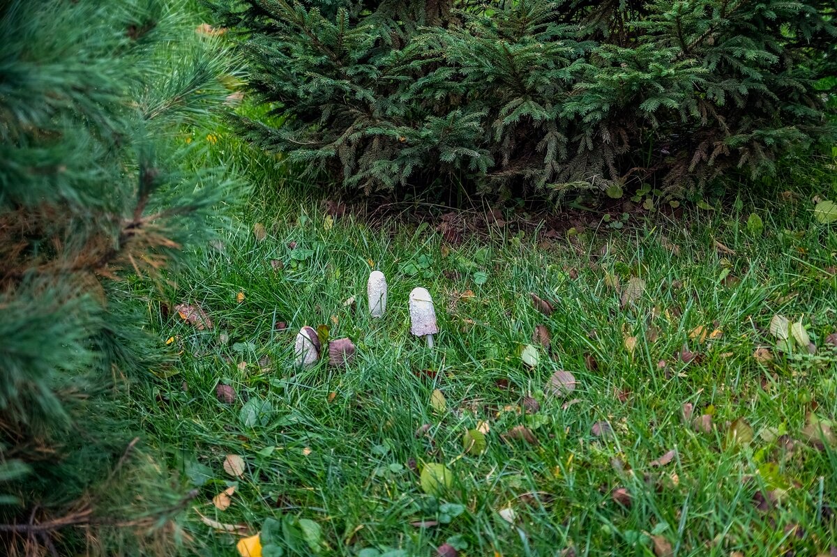 Ещё растут грибы - Валерий Иванович