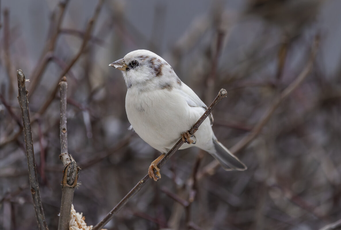 из жизни воробьев.белый воробей. - юрий макаров из жизни воробьев.белый воробей. - юрий макаров