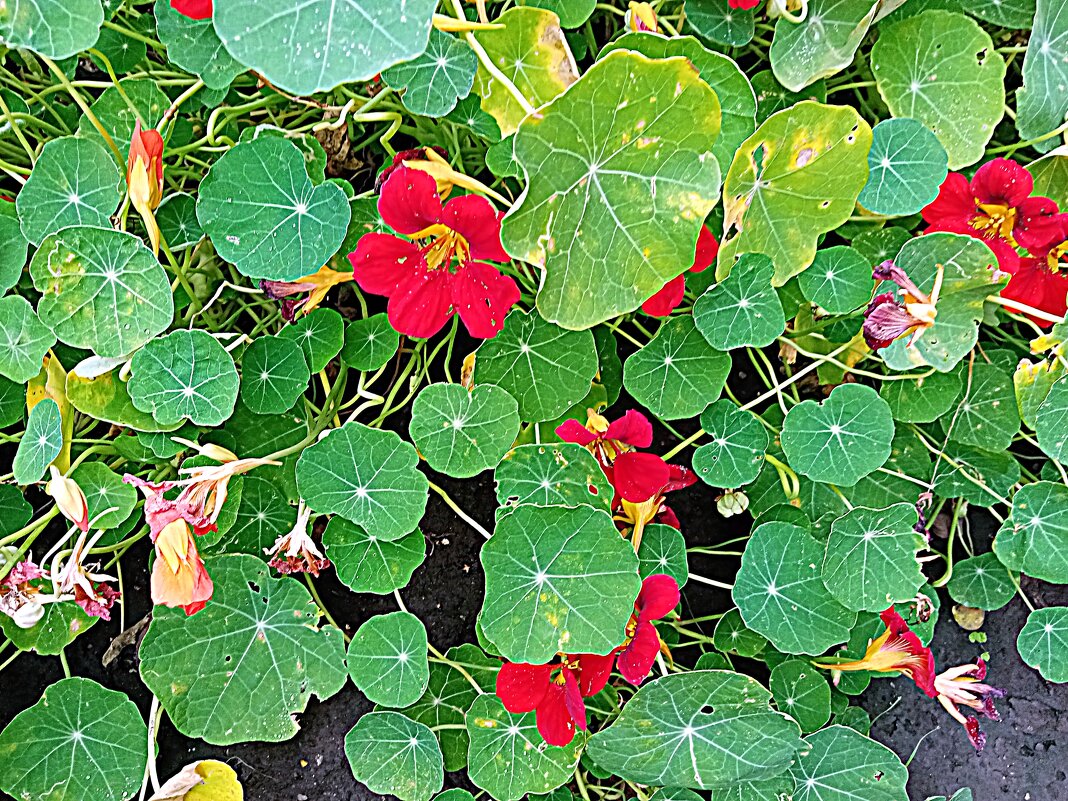 Цветы. - Владимир Драгунский