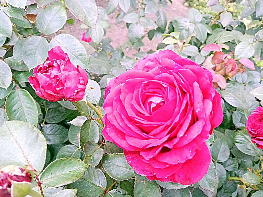 Роза. - Владимир Драгунский