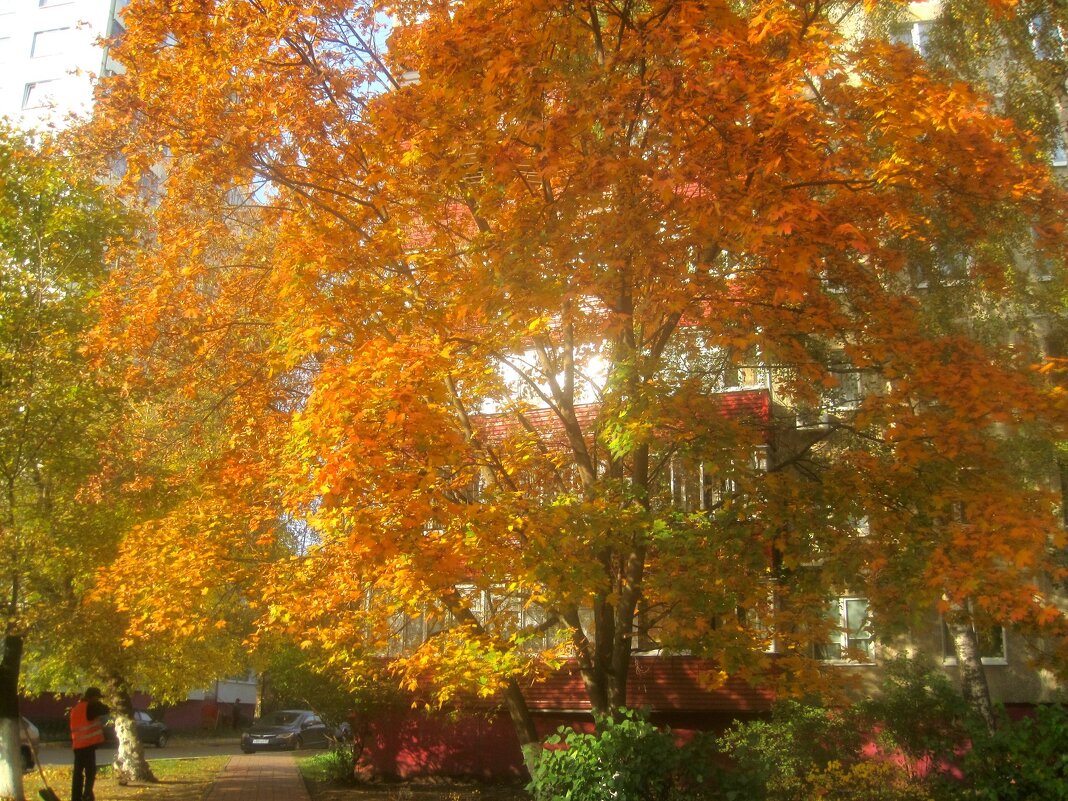 В золотую осень - Елена Семигина
