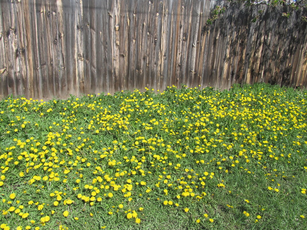 Весёлый апрель - Елена Шаламова