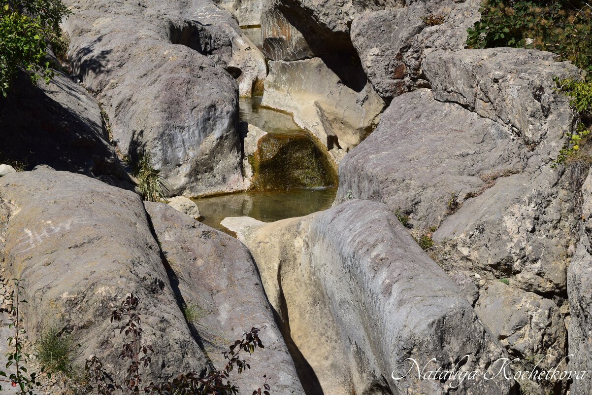 Природа Крыма - Amazing Cosmea