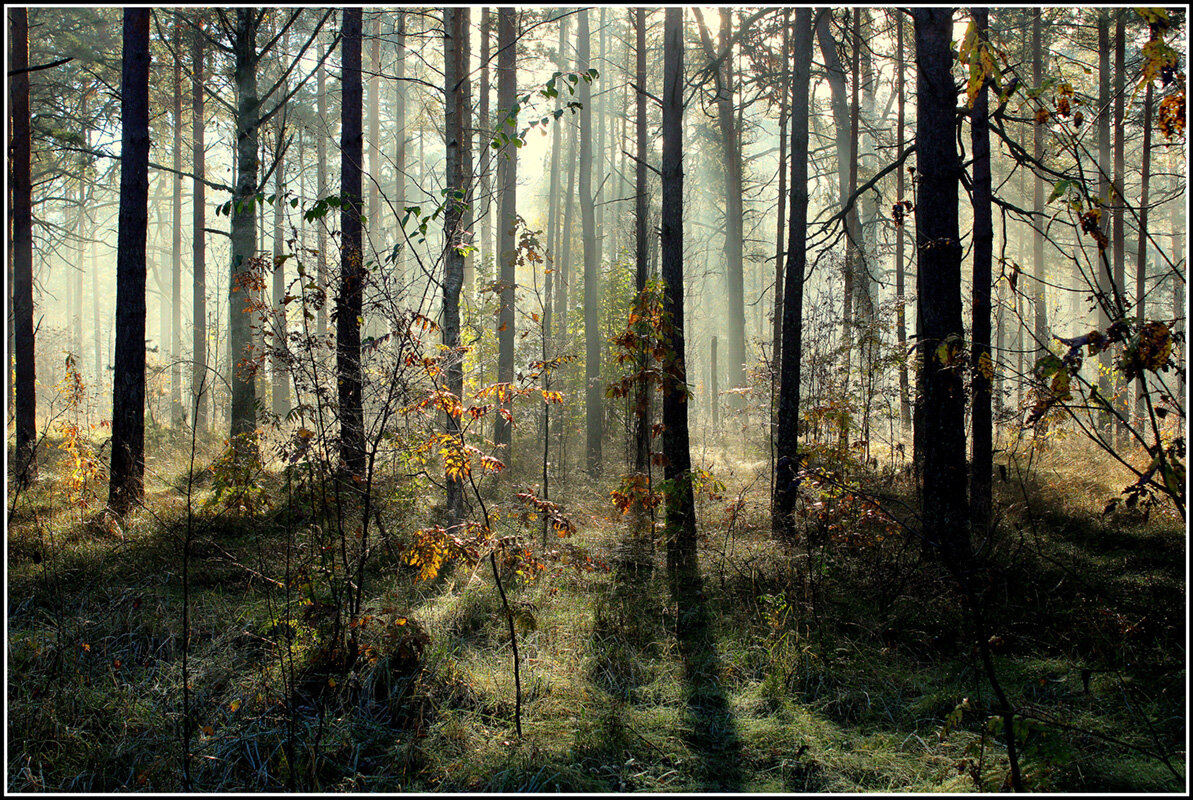 Осенний лес... - Aleksandr Gal