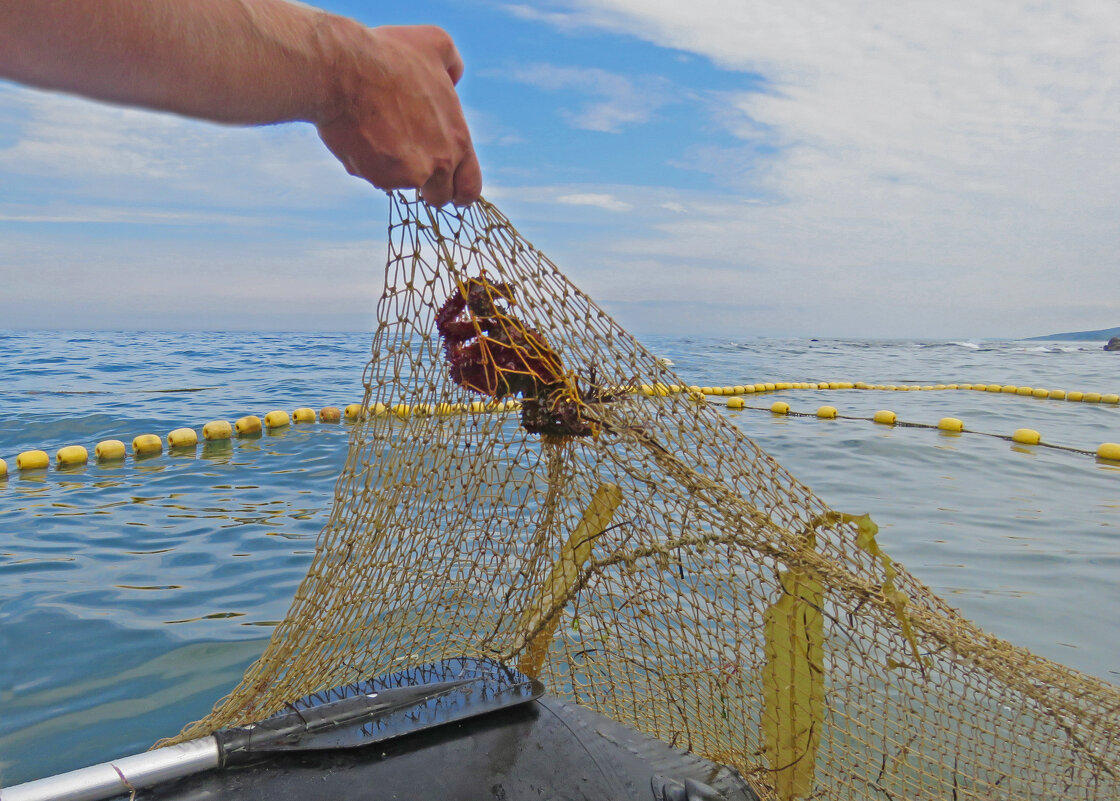 попался в сети - ИРЭН@ .
