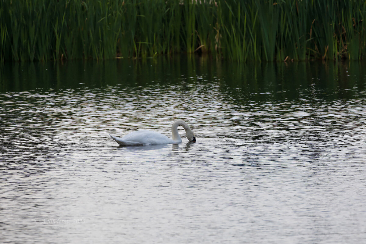 Лебедь в воде - Александр Синдерёв