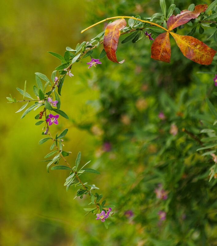 Осенние краски Севастополя - Светлана Тихонина