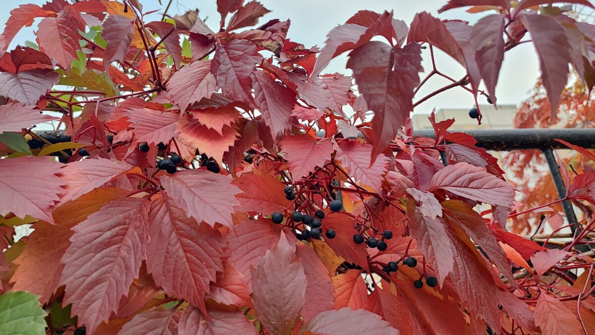 ,,, - Сергей Тимоновский