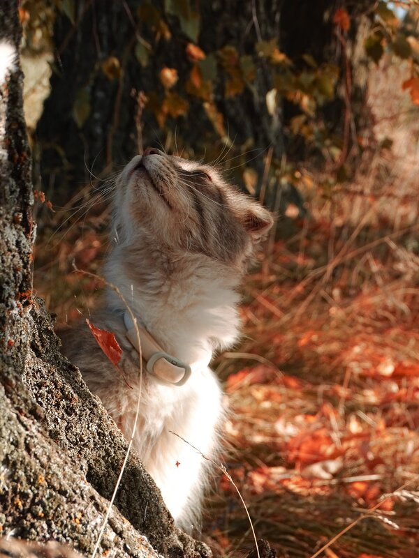 Вот и осень - Татьяна Венцель