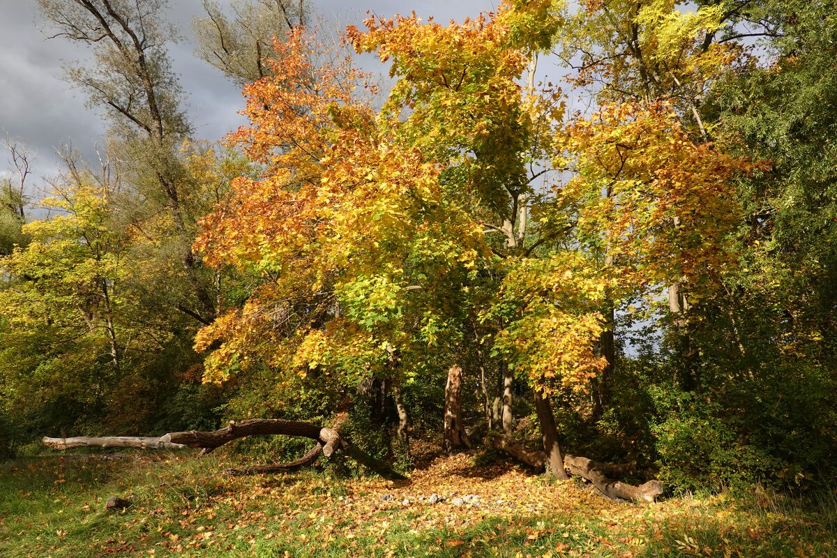 ...Уже пылает ярким цветом Багряной осени пожар.... - Галина 