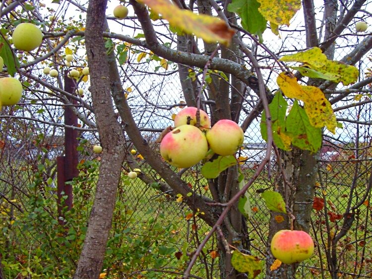 Все  оттенки    октября... - Галина Кузьмина