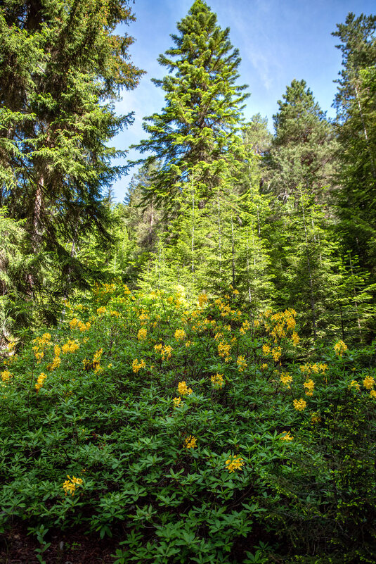 Рододендроны в горах. (по дороге к леднику Чалаади. Грузия) - Дина Евсеева