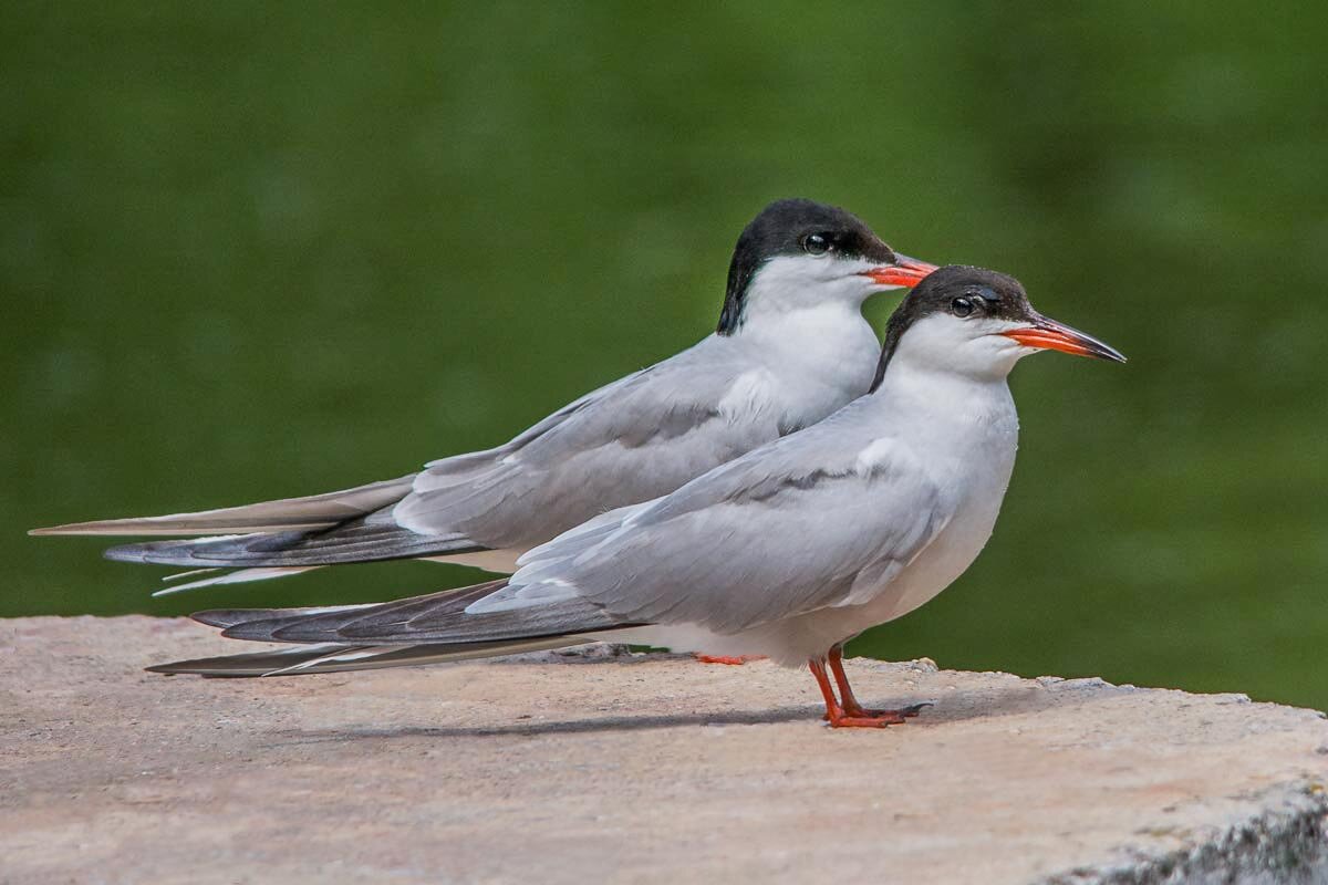 Крачки. - Nik Lovec