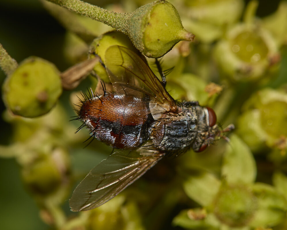 Ежемуха... - Александр Посошенко
