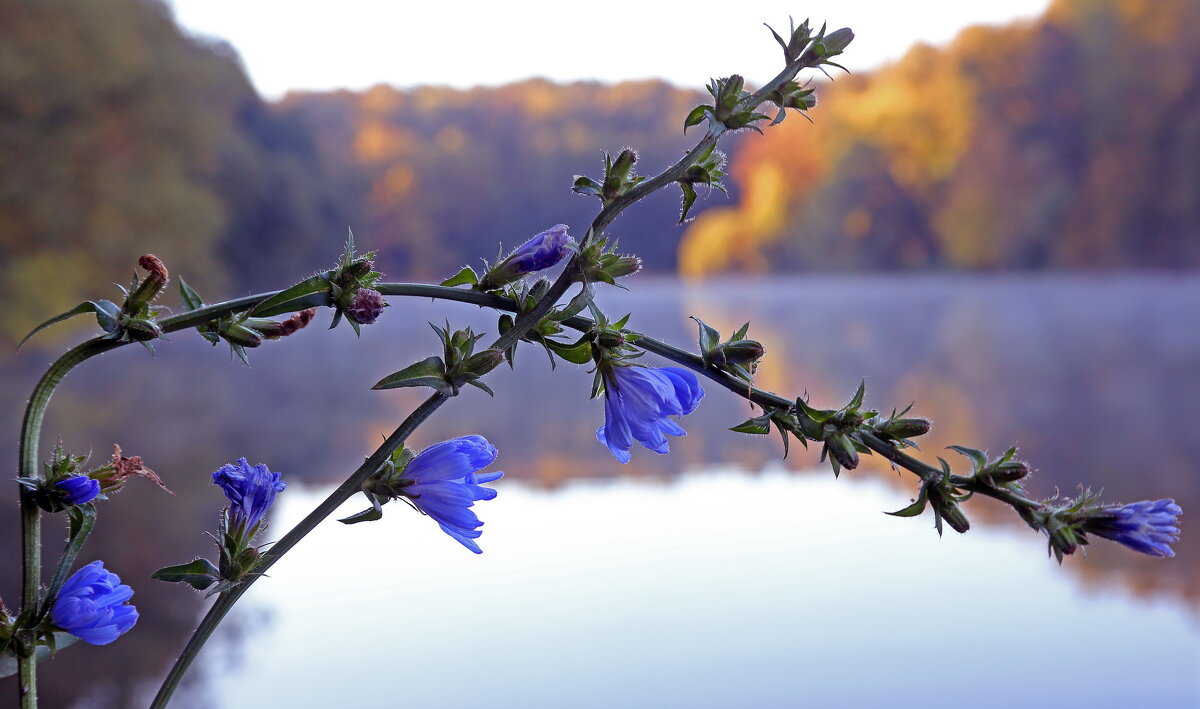 Царицыно 30 сентября - Михаил Бибичков