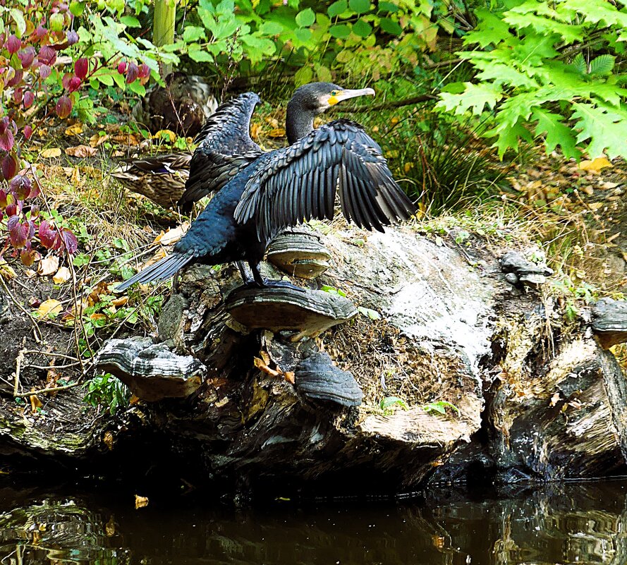 Из жизни птиц(серия) - Владимир Манкер Из жизни птиц(серия) - Владимир Манкер
