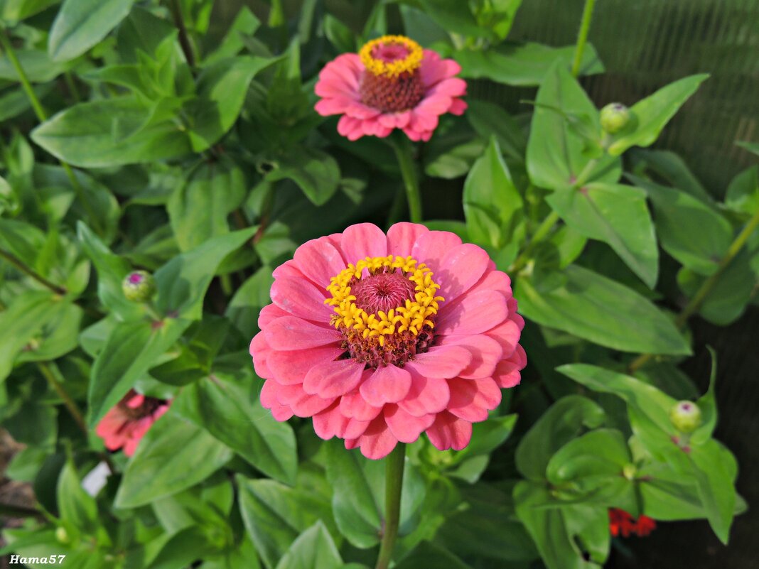 Циннии - Ната57 Наталья Мамедова