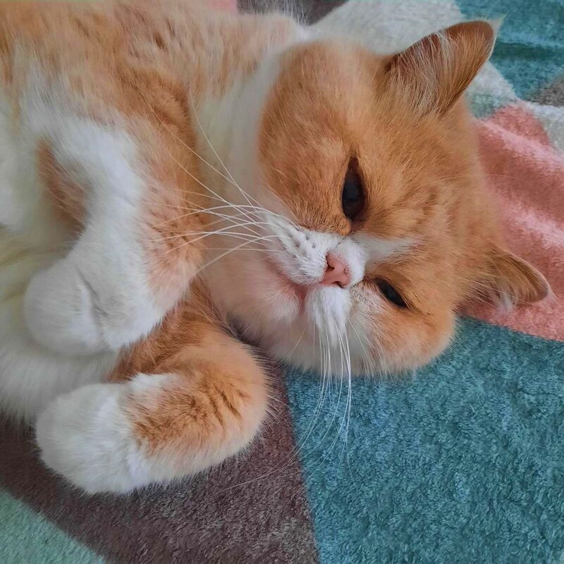 Гороша... - Галина 