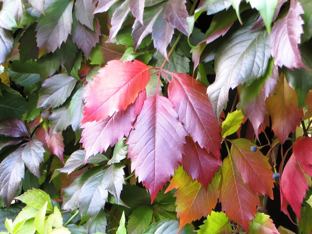 Девичий виноград - Лариса С.