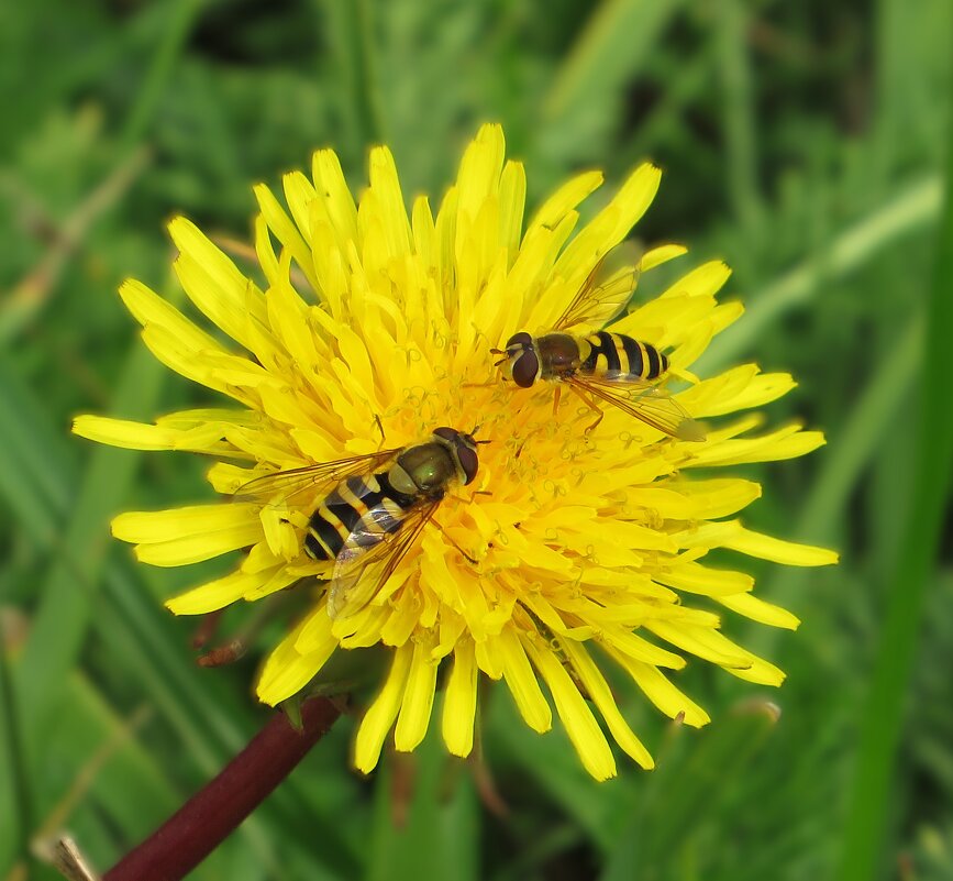 Журчалки - Лариса С.