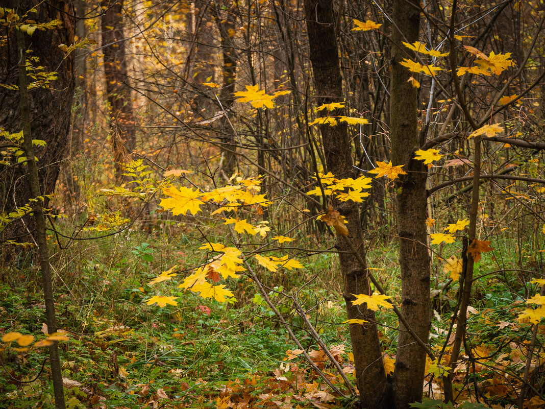 Октябрь в лесу - София Октябрь в лесу - София