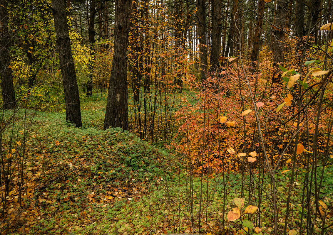 Яркий октябрь - София 