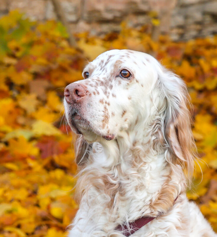 Портрет - Анатолий Шумилин