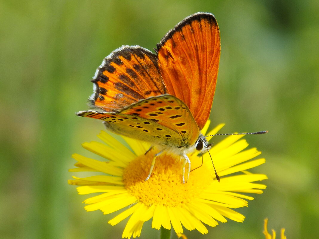 Червонец Терзамон - Константин Штарк