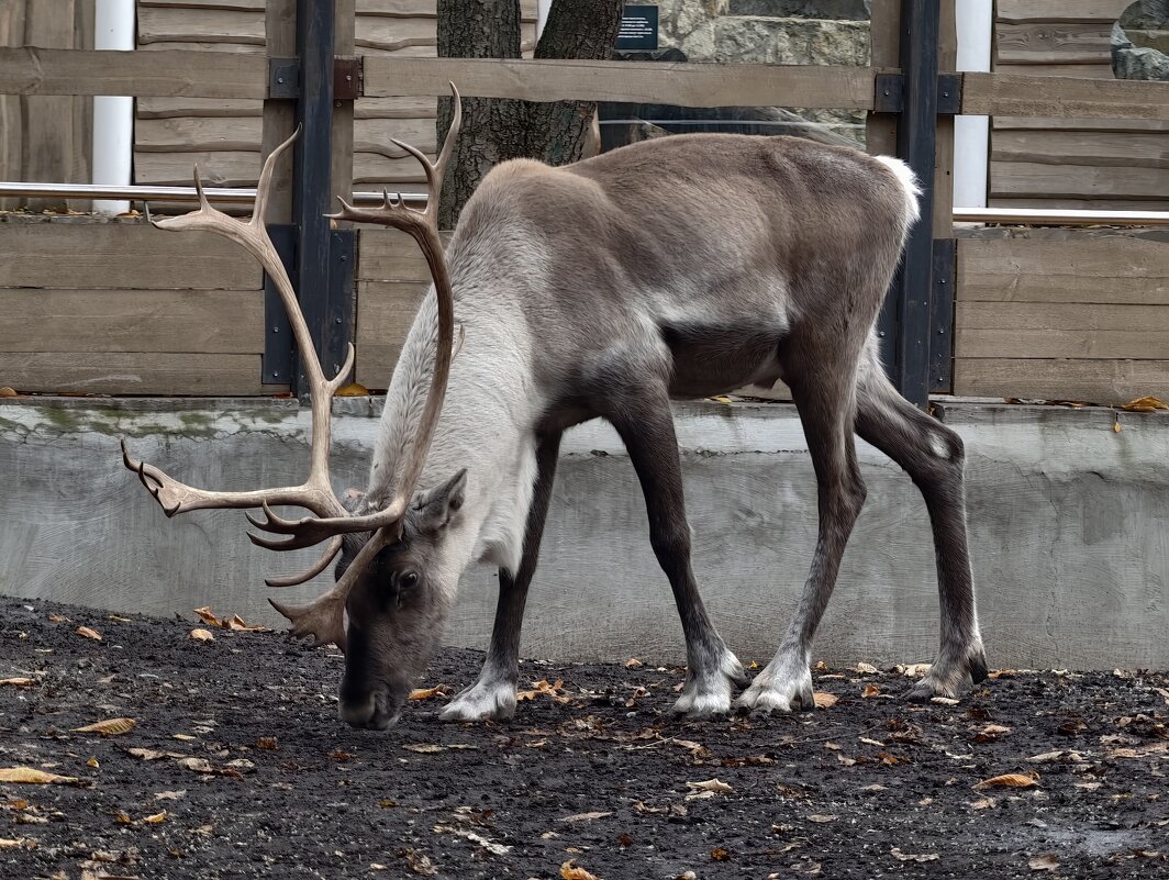 Олень - <<< Наташа >>>