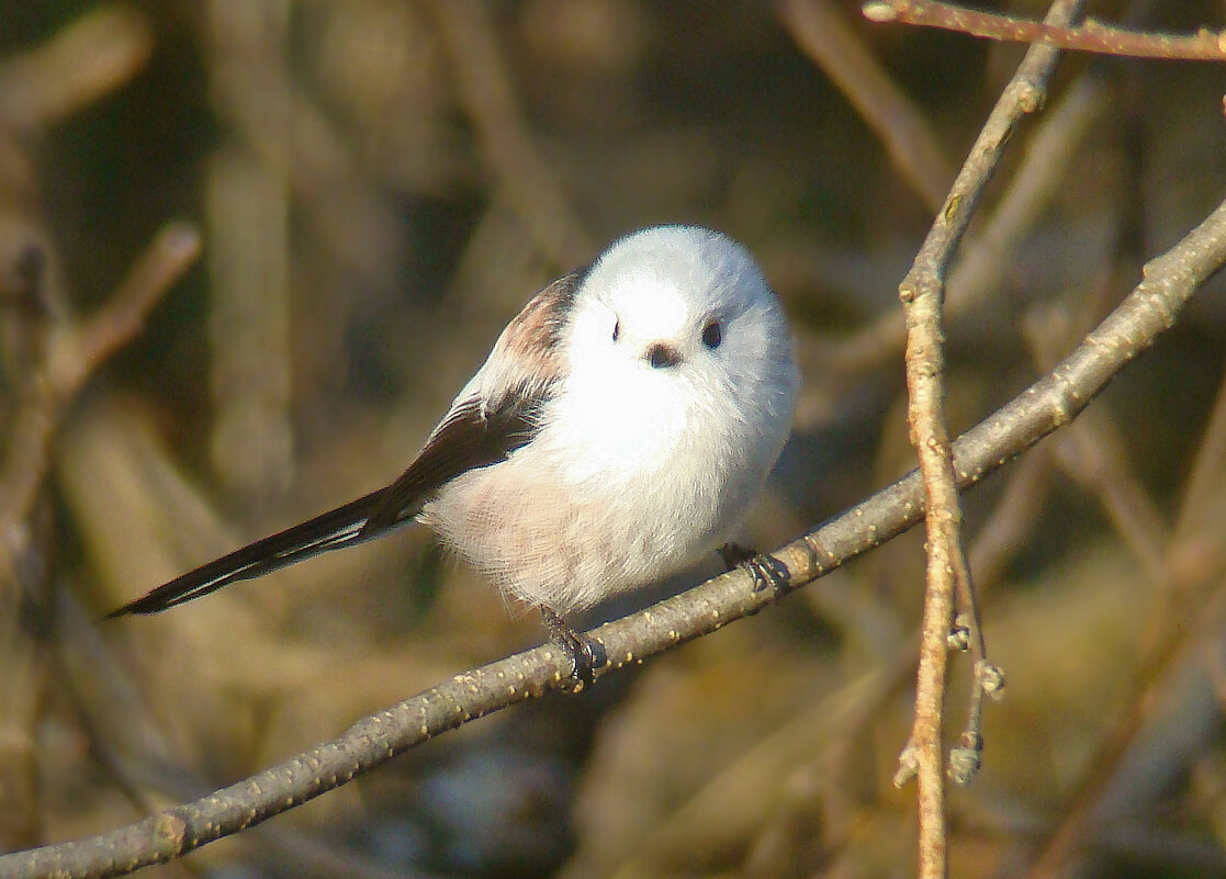 ополовник - gawrilа - dan