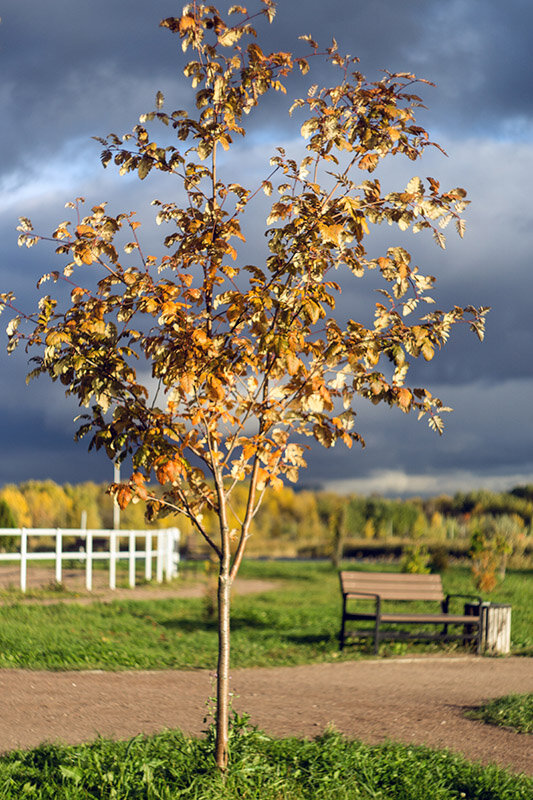 Осень, дерево "из фольги" - VL Осень, дерево "из фольги" - VL