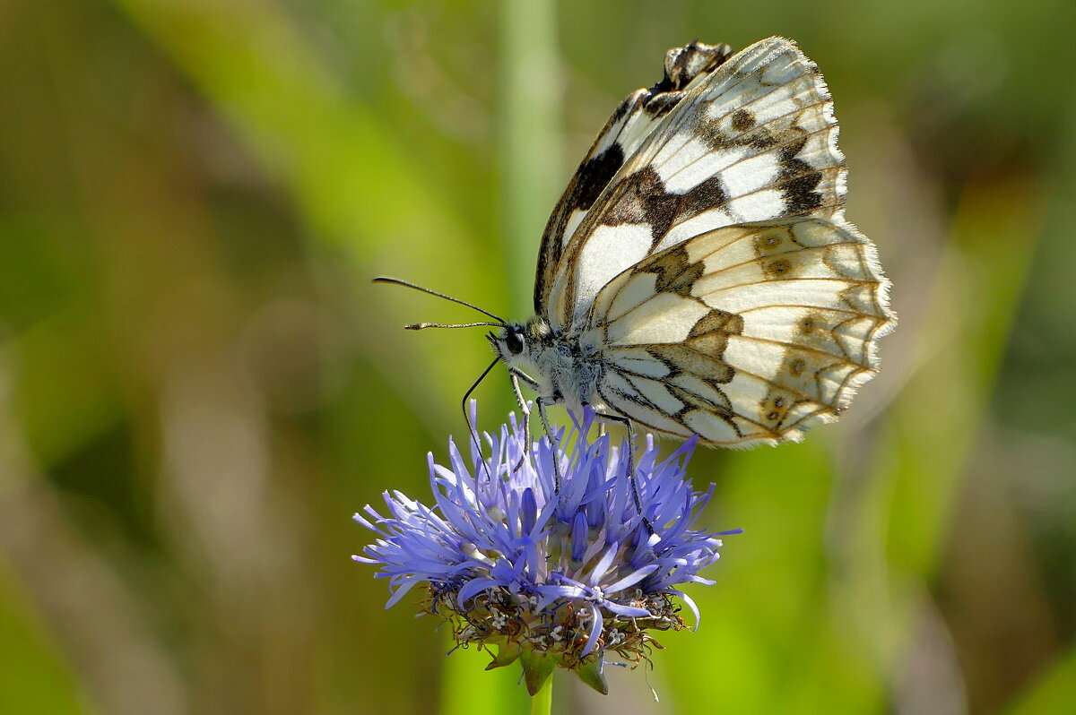 опять бабочки 26 - Александр Прокудин опять бабочки 26 - Александр Прокудин