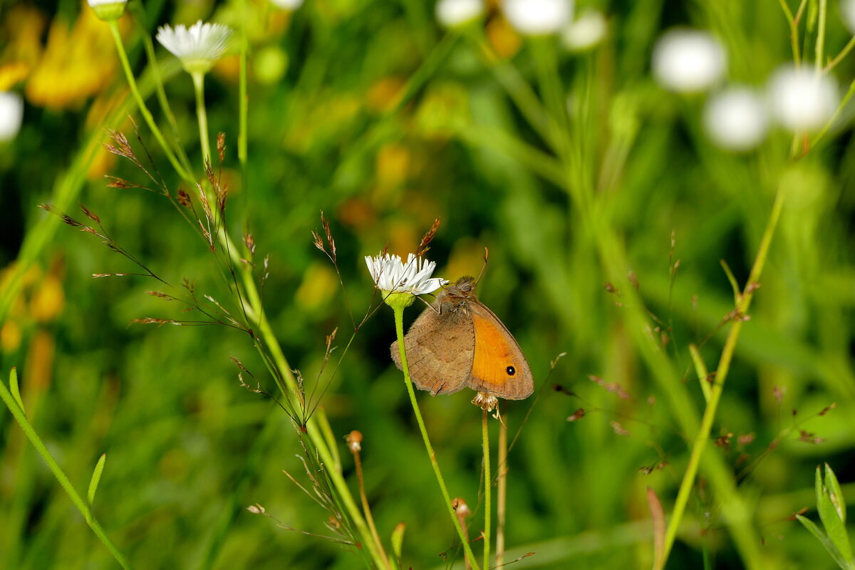 опять бабочки 28 - Александр Прокудин
