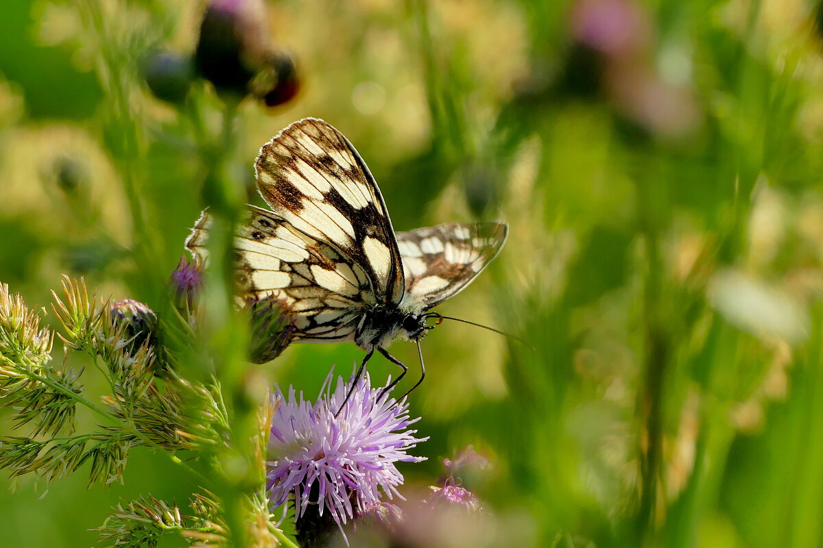 опять бабочки 30 - Александр Прокудин
