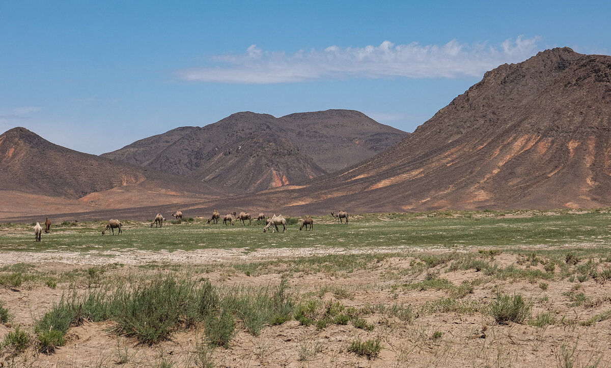 стадо верблюдов в пустыне Гоби - Galina 