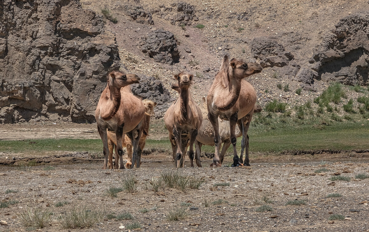 верблюд в анфас и в профиль - Galina 