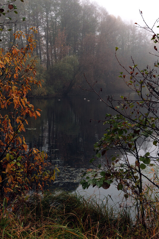 Пруд - Dar(k) Life