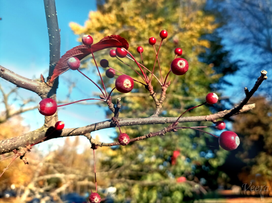 Декоративные яблочки - Veera V Декоративные яблочки - Veera V