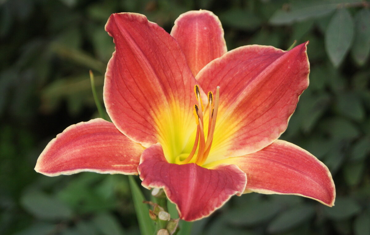 Цветок. - сергей ермошкин