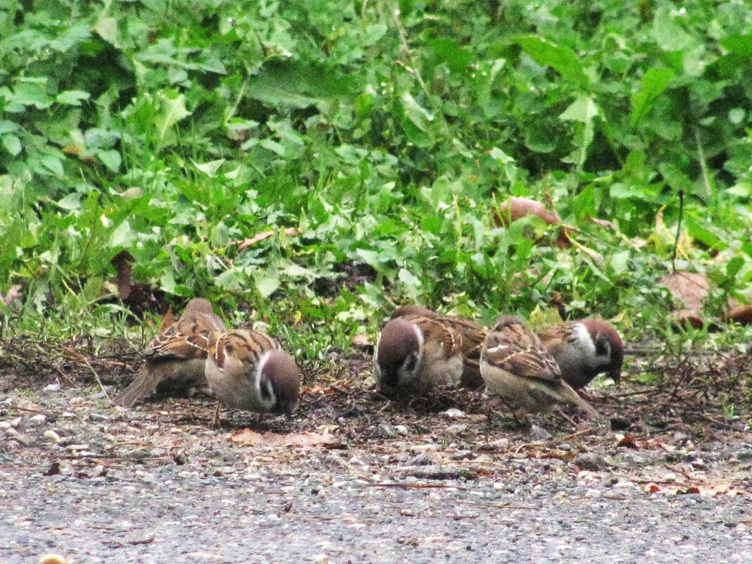 Так хочется есть - Людмила Смородинская Так хочется есть - Людмила Смородинская